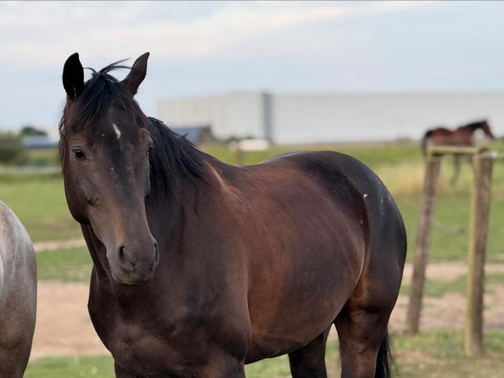 Mooie merrie 6 jaar dressuur/jumping, Dieren en Toebehoren, Paarden, Merrie, L, 160 tot 165 cm, 3 tot 6 jaar, Springpaard, Met stamboom