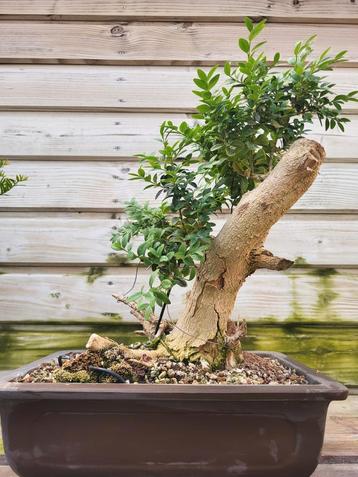 Buxus Bonsai beschikbaar voor biedingen