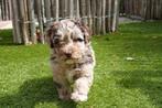 Prachtige mini doodle pup (mini labradoodle, maltipoo), België, CDV (hondenziekte), 8 tot 15 weken, Meerdere