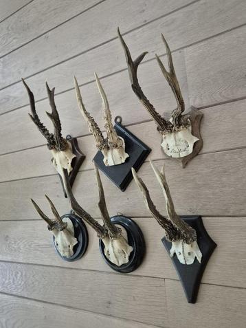 6 Antieke Ree Geweien op houten schild samen € 48 jacht c51 beschikbaar voor biedingen