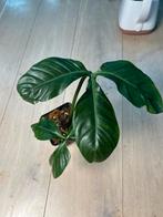 Philodendron Tripartitum, Ophalen of Verzenden