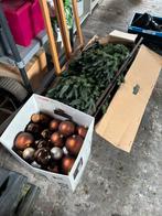 Kerstboom en versiering, Diversen, Ophalen