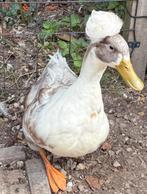 Hollandse kuifeend woerden, Dieren en Toebehoren, Mannelijk, Eend