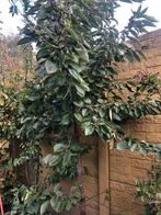 Kersenboom edelfinger, Ophalen