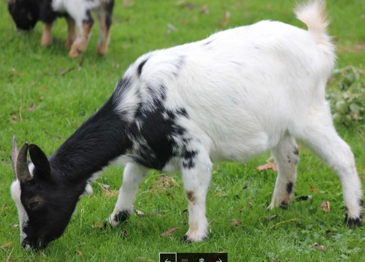 Dwerggeitjes, Dieren en Toebehoren, Schapen, Geiten en Varkens, Geit, Vrouwelijk, 3 tot 5 jaar