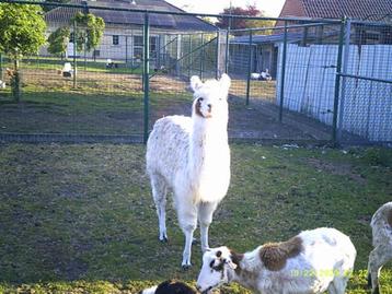 lama