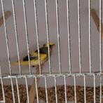 Groenling, Dieren en Toebehoren