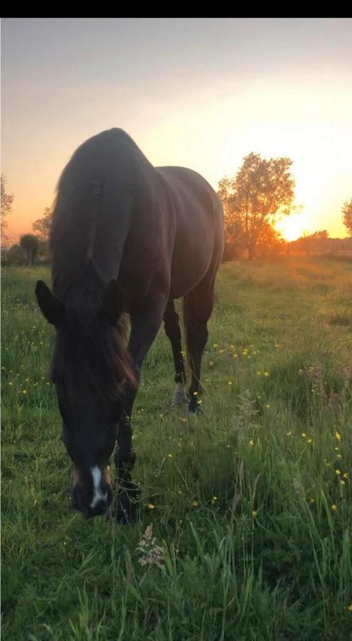 Paard te koop, Dieren en Toebehoren, Paarden, Ruin, B, 165 tot 170 cm, 11 jaar of ouder, Recreatiepaard, Met stamboom, Gechipt