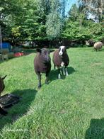 Baggerbonte, bruine lammeren, ooien  en bokken 6 maand, Schaap, Meerdere dieren, 0 tot 2 jaar