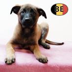 Alerte en loyale Mechelse Herder pups, Dieren en Toebehoren, België, Handelaar, CDV (hondenziekte), 8 tot 15 weken