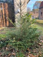 🌲  sapin de Noël - Épicéa, Enlèvement, Autres espèces, 100 à 250 cm