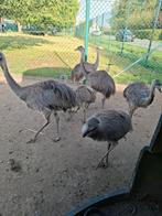 jonge Nandoes  halfwas, mooie rustige dieren uit dierenpark, Dieren en Toebehoren, Pluimvee, Meerdere dieren, Overige soorten