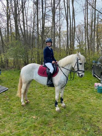 Allround D pony merrie, Jument