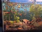 Guppy platy, Dieren en Toebehoren, Vissen | Aquaria en Toebehoren, Ophalen