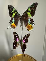 Vlinders in stolp, Papillons ou Chenilles