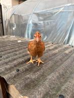 Jonge haantjes 7 weken – kruising kippen, Dieren en Toebehoren
