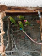 2 Pruim koppen, Plusieurs animaux, Perroquet, Bagué