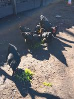 Broedeieren Jersey giant groothoender, Plusieurs animaux, Poule ou poulet