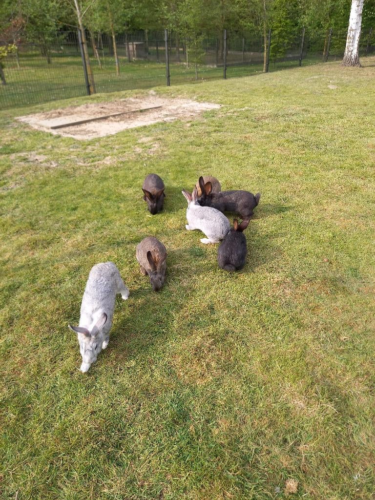 Jongvolwassen vleeskonijnen, Dieren en Toebehoren, Konijnen, Meerdere dieren, Groot, 0 tot 2 jaar