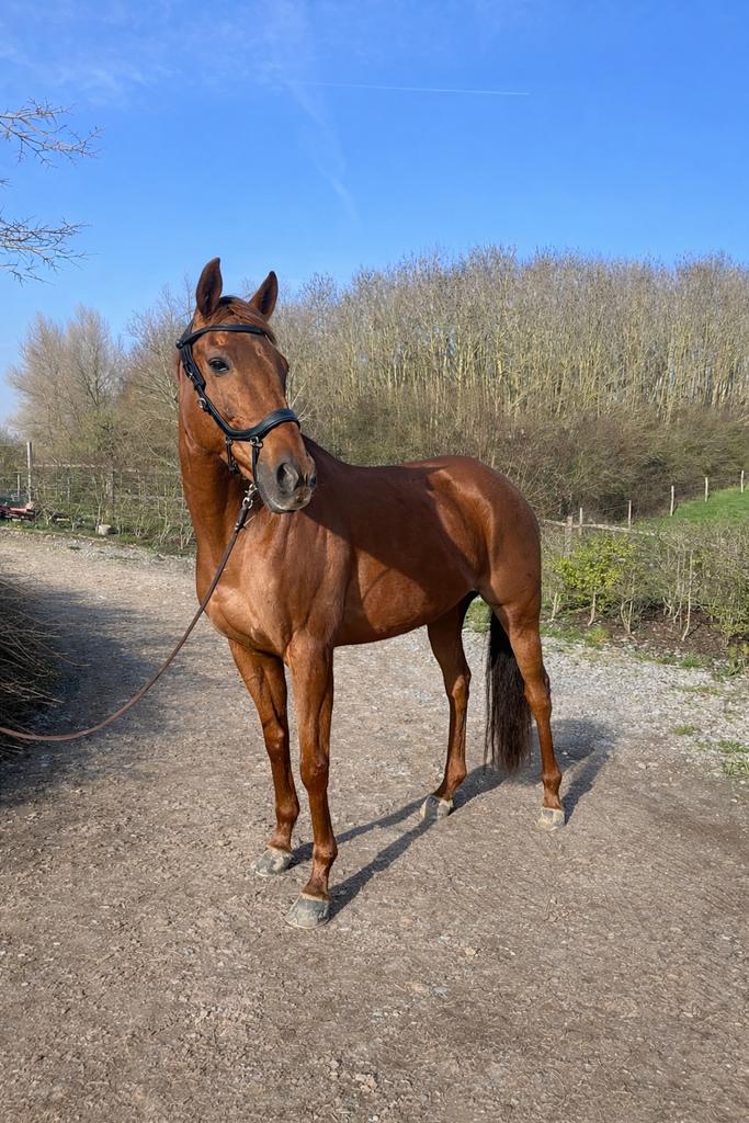 Pieta – bomproof buiten & springt graag, Animaux & Accessoires, Chevaux, Jument, Ne s'applique pas, 165 à 170 cm, 11 ans ou plus