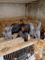 Mooi nestje konijnen te koop van 5, Dieren en Toebehoren