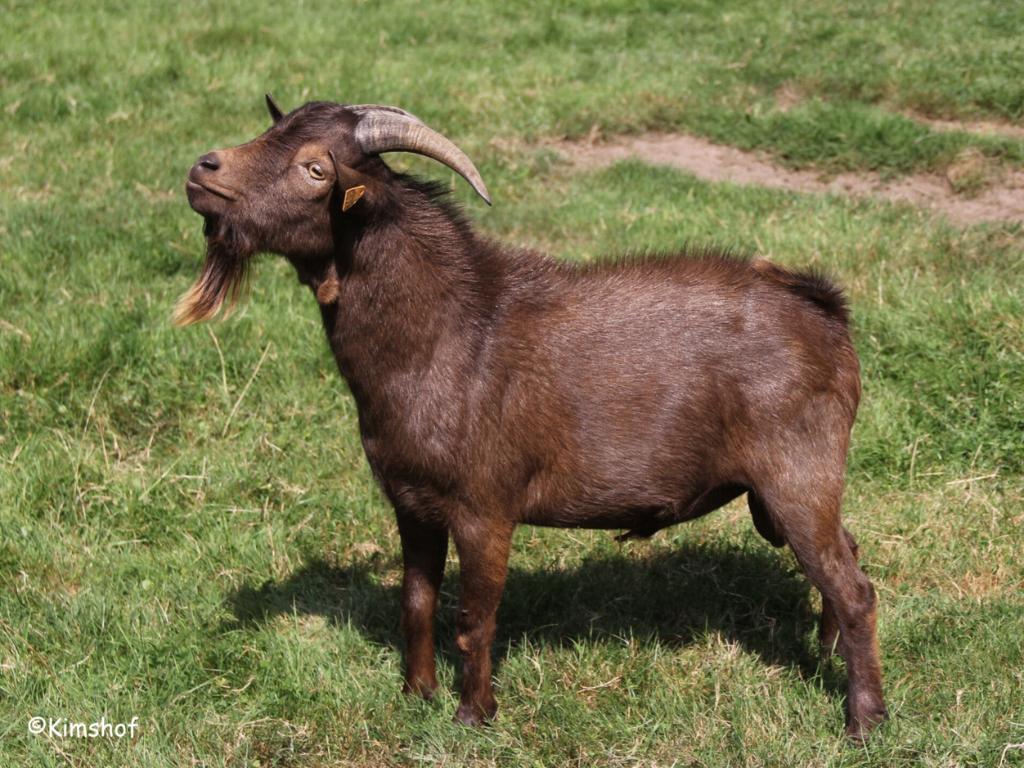 Bouc nain couleur chocolat, Mâle, Chèvre, 0 à 2 ans