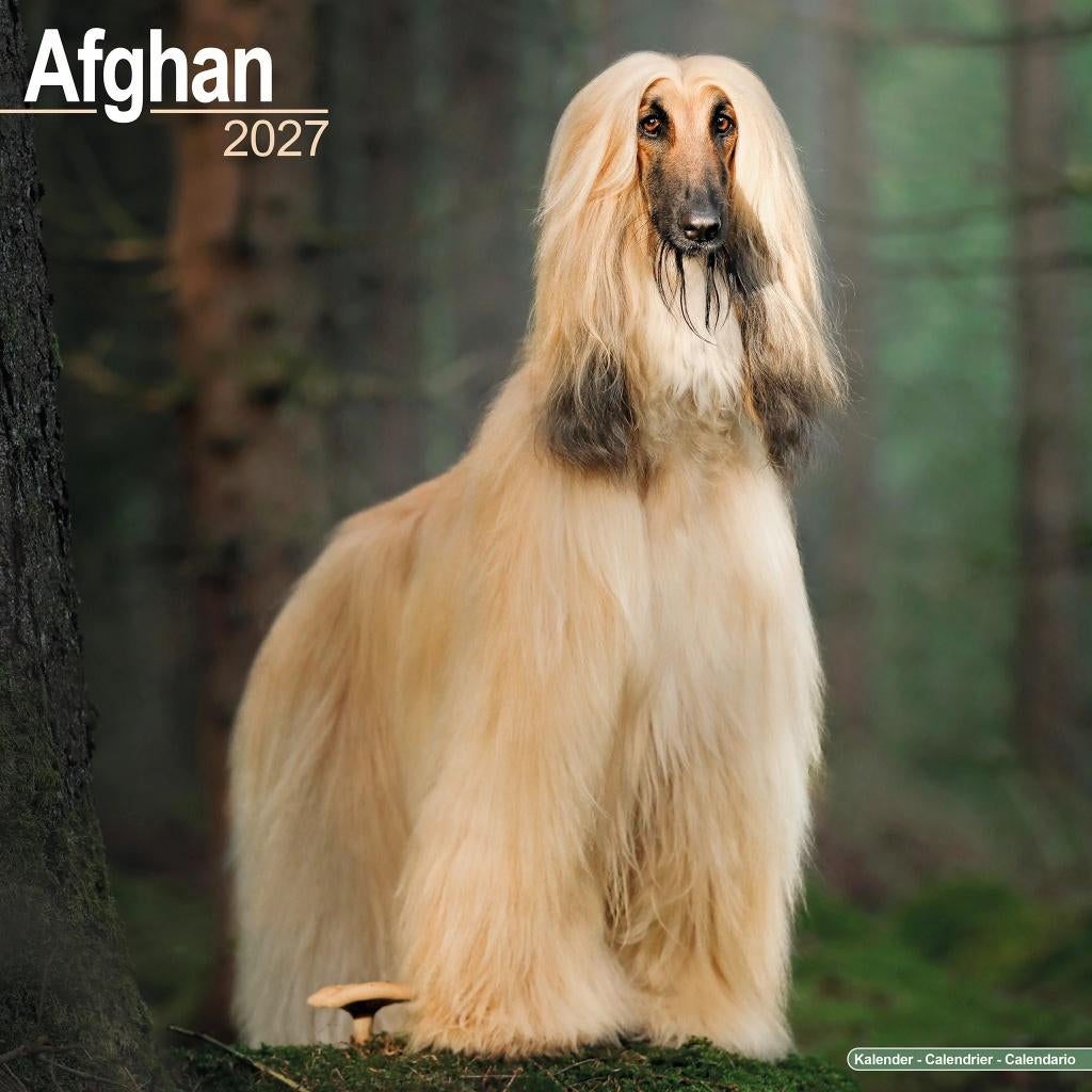 Afghan Hound-kalender 2027 vooraf bestellen, Diversen, Kalenders, Verzenden, Jaarkalender, Nieuw
