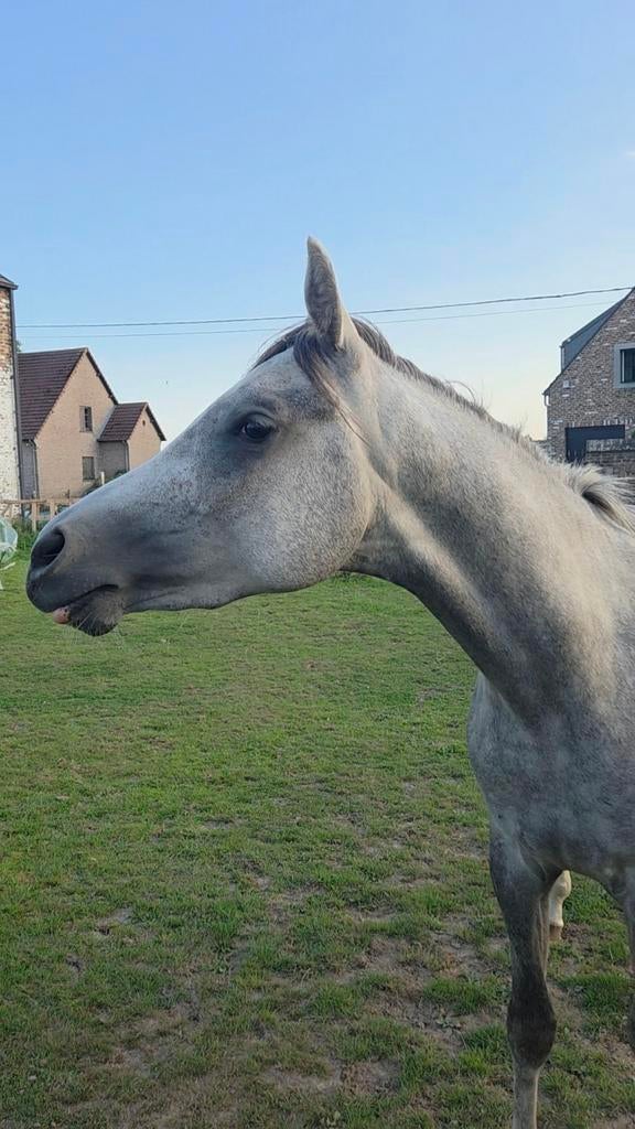 Étalon de 3 ans, Étalon, M