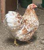 Wyandotte oker wit broed Eieren, Animaux & Accessoires