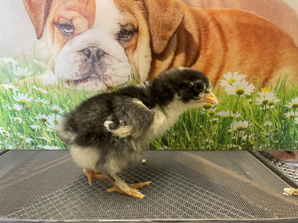 Mechelse koekoek kalkoenkop, Enlèvement