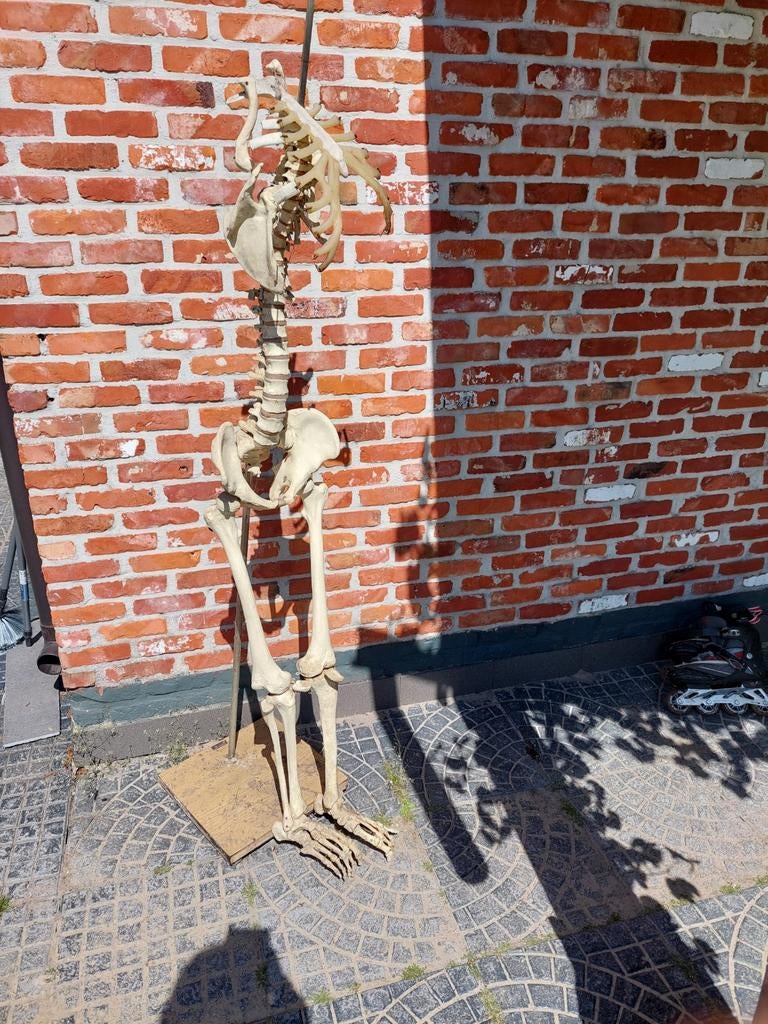 Deel van skelet, Sports & Fitness, Sports & Fitness Autre, Enlèvement