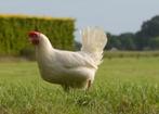 2 leghorn hennen, Dieren en Toebehoren
