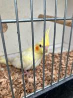 LAATSTE JONGE VALKPARKIETJES OM HANDTAM TE MAKEN, Dieren en Toebehoren, Vogels | Parkieten en Papegaaien, Meerdere dieren, Parkiet