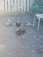 2 loopeenden, Dieren en Toebehoren, Pluimvee, Meerdere dieren, Eend