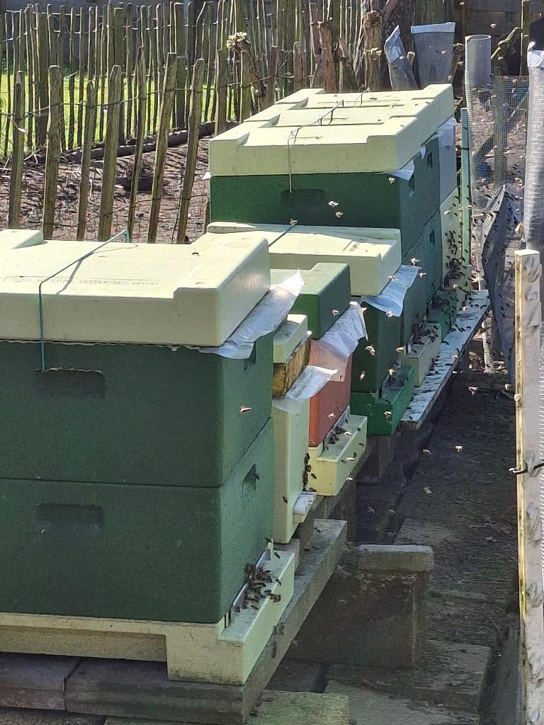 Bijenvolk Carnica op 11 ramen duits normaal, Bijen