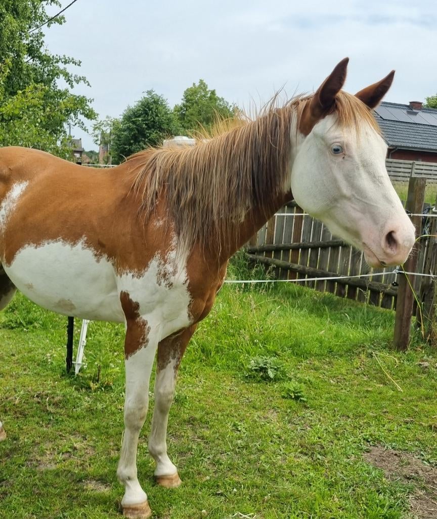 Prachtige red dun overo paint merrie, Dieren en Toebehoren, Paarden, Hengst
