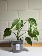 monstera deliciosa variegata, Enlèvement