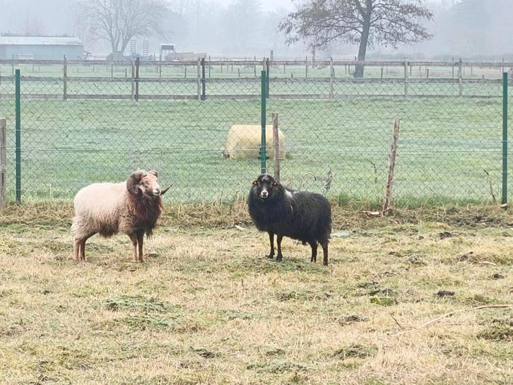koppel ouessant schapen (drachtig), Animaux & Accessoires, Moutons, Chèvres & Cochons