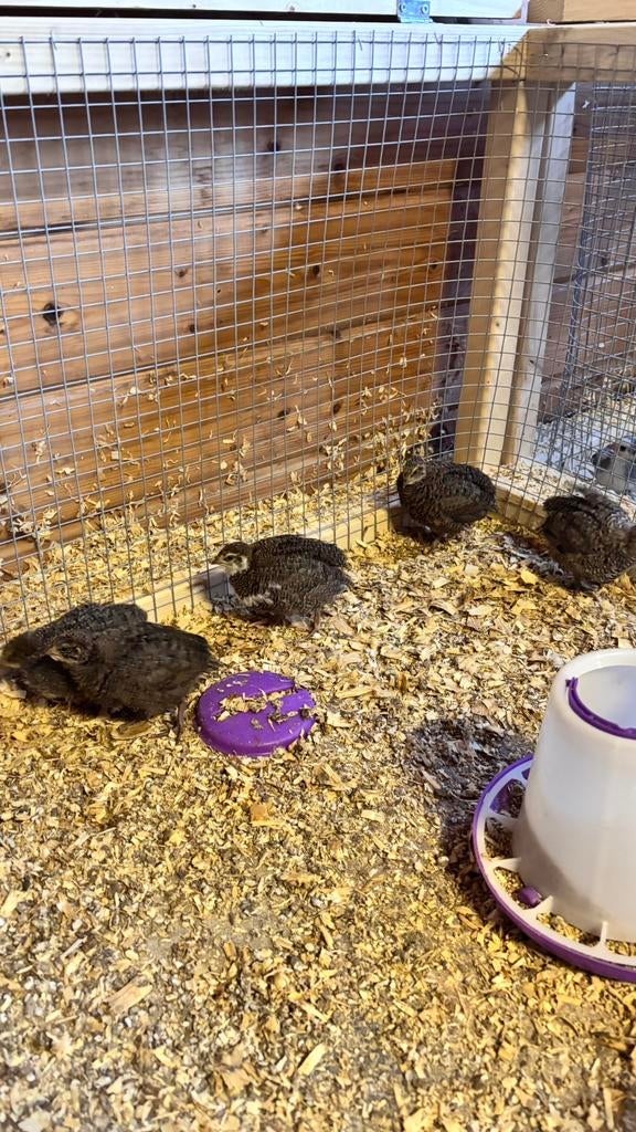 Celadon kwartels, Animaux & Accessoires, Volatiles