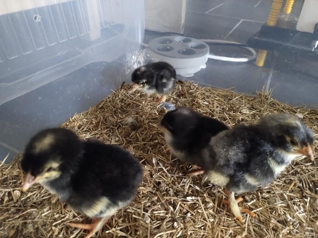 Mechelse koekoek kuikens, Sexe inconnu, Poule ou poulet