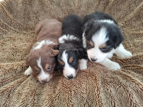 Australische Herder Tricolore pups