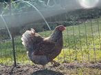 Wyandotte kriel hennen, Femelle, Poule ou poulet