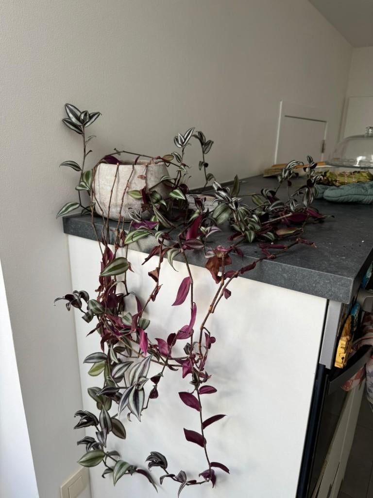 Plante d'intérieur - pot inclus, Maison & Meubles, Plantes d'intérieur, Enlèvement ou Envoi, En pot