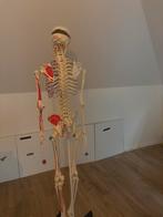 anatomisch skelet, Diversen, Ophalen, Zo goed als nieuw