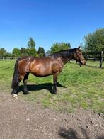 Gezelschapspaardje, weidemaatje, Animaux & Accessoires, Chevaux, 11 ans ou plus, Débourré, Moins de 160 cm, Cheval de saut