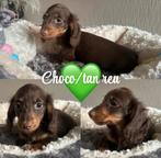 Mooie langharige dwergteckeltjes, Hépatite contagieuse (maladie de Rubarth), 8 à 15 semaines, Poils longs, Plusieurs