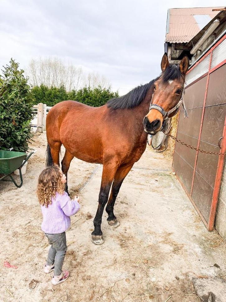 Paard, Dieren en Toebehoren, Paarden, Ruin, Niet van toepassing, 160 tot 165 cm, 11 jaar of ouder, Recreatiepaard, Met stamboom