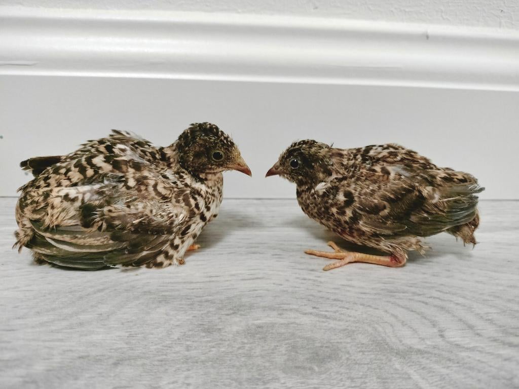 Chinese dwergkwartels Koppel, Overige soorten