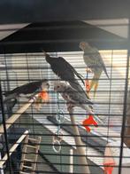 Valkparkieten, Dieren en Toebehoren, Vogels | Parkieten en Papegaaien