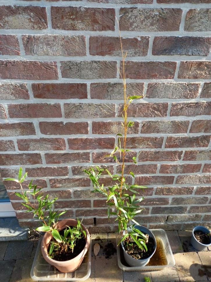 Jeunes bambous bronzés en pot, Tuin en Terras, Planten | Tuinplanten, Vaste plant, Ophalen